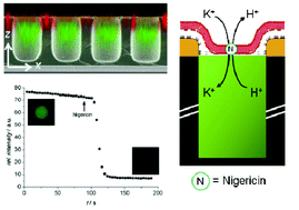 Graphical abstract: In situ generation of electrochemical gradients across pore-spanning membranes