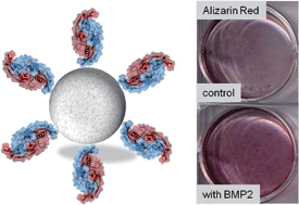 Graphical abstract: BMP2-loaded nanoporous silica nanoparticles promote osteogenic differentiation of human mesenchymal stem cells