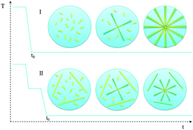 Graphical abstract: Pathway mediated microstructures and phase morphologies of asymmetric double crystalline co-oligomers