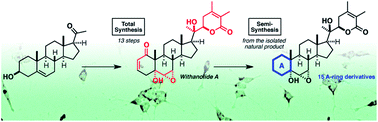 Graphical abstract: Withanolide A: synthesis and structural requirements for neurite outgrowth