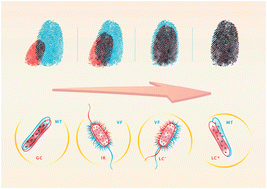 Graphical abstract: Multiple metabolomics of uropathogenic E. coli reveal different information content in terms of metabolic potential compared to virulence factors