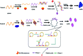 Graphical abstract: Ultrasensitive colorimetric carcinoembryonic antigen biosensor based on hyperbranched rolling circle amplification