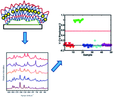 Graphical abstract: Layer-by-layer polyelectrolyte encapsulation of Mycoplasma pneumoniae for enhanced Raman detection