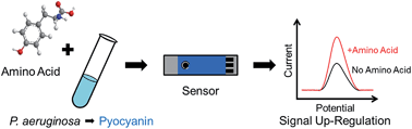 Graphical abstract: Up-regulating pyocyanin production by amino acid addition for early electrochemical identification of Pseudomonas aeruginosa
