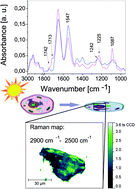 Graphical abstract: Monitoring UVR induced damage in single cells and isolated nuclei using SR-FTIR microspectroscopy and 3D confocal Raman imaging