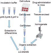 Graphical abstract: Studies on the biological character of a new pH-sensitive doxorubicin prodrug with tumor targeting using a LC-MS/MS method