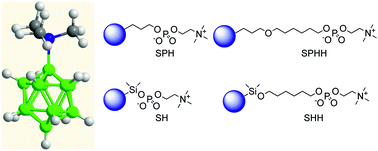 Graphical abstract: Interaction of organic compounds and boron clusters with new silica matrices containing the phosphatidylcholine headgroup