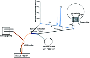 Graphical abstract: Determining striatal extracellular glutamate levels in xCT mutant mice using LFPS CE-LIF