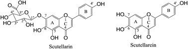 Graphical abstract: Identification of scutellarein metabolites in rat using ultra performance liquid chromatography/quadrupole-time-of-flight mass spectrometry