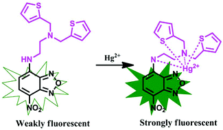 Graphical abstract: A new turn-on fluorescent sensor based on NBD for highly selective detection of Hg2+ in aqueous media and imaging in live cells