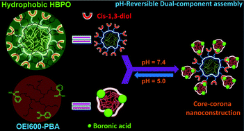 Graphical abstract: Polymeric assembly of hyperbranched building blocks to establish tunable nanoplatforms for lysosome acidity-responsive gene/drug co-delivery