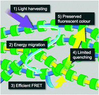 Graphical abstract: Blending conjugated polymers without phase separation for fluorescent colour tuning of polymeric materials through FRET