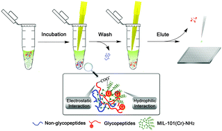Graphical abstract: A facilely synthesized amino-functionalized metal–organic framework for highly specific and efficient enrichment of glycopeptides