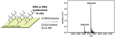 Graphical abstract: Base-cleavable microarrays for the characterization of DNA and RNA oligonucleotides synthesized in situ by photolithography