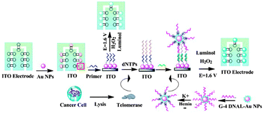 Graphical abstract: Visual electrochemiluminescence detection of telomerase activity based on multifunctional Au nanoparticles modified with G-quadruplex deoxyribozyme and luminol