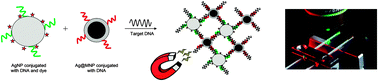 Graphical abstract: Silver and magnetic nanoparticles for sensitive DNA detection by SERS