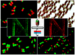 Graphical abstract: Compartment fabrication of magneto-responsive Janus microrod particles