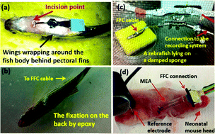 Graphical abstract: Wearable multi-channel microelectrode membranes for elucidating electrophysiological phenotypes of injured myocardium