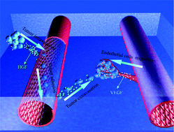 Graphical abstract: An artificial blood vessel implanted three-dimensional microsystem for modeling transvascular migration of tumor cells