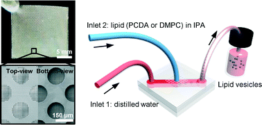 Graphical abstract: Microfluidic platforms with monolithically integrated hierarchical apertures for the facile and rapid formation of cargo-carrying vesicles
