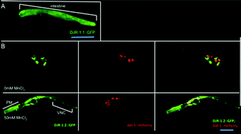 Graphical abstract: Age- and manganese-dependent modulation of dopaminergic phenotypes in a C. elegans DJ-1 genetic model of Parkinson's disease