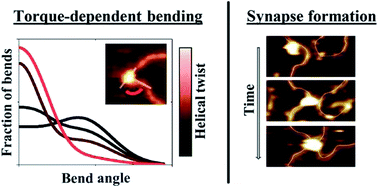 Graphical abstract: Structure, mechanics, and binding mode heterogeneity of LEDGF/p75–DNA nucleoprotein complexes revealed by scanning force microscopy