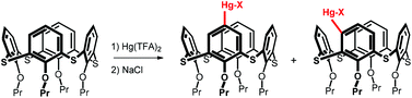 Graphical abstract: Mercuration of thiacalix[4]arenes in the cone and 1,3-alternate conformations