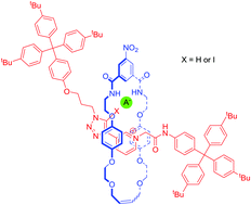 Graphical abstract: Contrasting anion recognition behaviour exhibited by halogen and hydrogen bonding rotaxane hosts