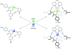 Graphical abstract: Exploring anion-induced conformational flexibility and molecular switching in a series of heteroaryl-urea receptors