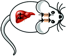 Graphical abstract: The Hepatic Reductase Null (HRN™) and Reductase Conditional Null (RCN) mouse models as suitable tools to study metabolism, toxicity and carcinogenicity of environmental pollutants