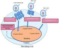 Graphical abstract: Quantum dot induced cellular perturbations involving varying toxicity pathways