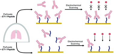 Graphical abstract: Using the inherent chemistry of the endothelin-1 peptide to develop a rapid assay for pre-transplant donor lung assessment