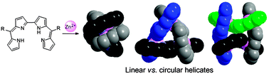 Graphical abstract: On Zn(ii) 2,2′-bisdipyrrin circular helicates