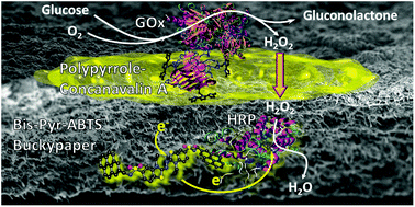 Graphical abstract: Freestanding HRP–GOx redox buckypaper as an oxygen-reducing biocathode for biofuel cell applications