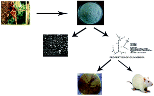 Graphical abstract: Prebiotic potential of gum odina and its impact on gut ecology: in vitro and in vivo assessments