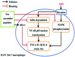 Graphical abstract: Sea cucumber peptides exert anti-inflammatory activity through suppressing NF-κB and MAPK and inducing HO-1 in RAW264.7 macrophages