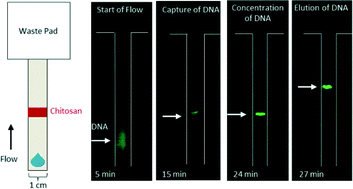 Graphical abstract: One-step purification and concentration of DNA in porous membranes for point-of-care applications