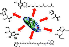 Graphical abstract: The transcriptome of Euglena gracilis reveals unexpected metabolic capabilities for carbohydrate and natural product biochemistry