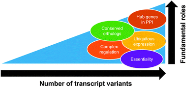 Graphical abstract: Human genes with a greater number of transcript variants tend to show biological features of housekeeping and essential genes