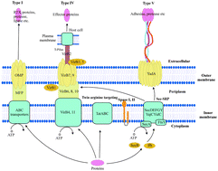 Graphical abstract: Computational prediction of secretion systems and secretomes of Brucella: identification of novel type IV effectors and their interaction with the host