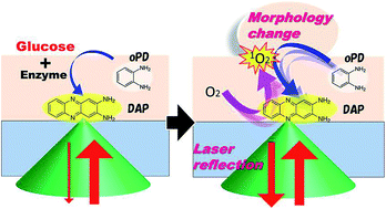 Graphical abstract: A new methodology for optical biosensing with drop-casting fabrication of sensor chips and irradiation/detection of a single laser beam