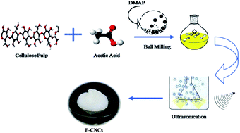 Graphical abstract: One-pot tandem reactions for the preparation of esterified cellulose nanocrystals with 4-dimethylaminopyridine as a catalyst