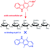 Graphical abstract: The anticancer agent ellipticine binds to glycosaminoglycans at mildly acidic pH characteristic of the extracellular matrix of tumor tissues