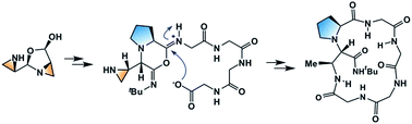 Graphical abstract: Mechanistic investigation of aziridine aldehyde-driven peptide macrocyclization: the imidoanhydride pathway