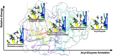 Graphical abstract: Modeling the archetype cysteine protease reaction using dispersion corrected density functional methods in ONIOM-type hybrid QM/MM calculations; the proteolytic reaction of papain