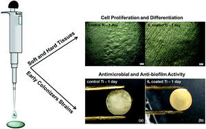 Graphical abstract: Evaluation of mammalian and bacterial cell activity on titanium surface coated with dicationic imidazolium-based ionic liquids