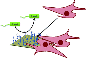 Graphical abstract: Biocompatible anti-microbial coatings for urinary catheters
