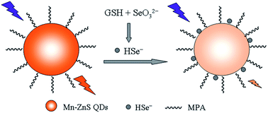 Graphical abstract: Room-temperature phosphorescence probe based on Mn-doped ZnS quantum dots for the sensitive and selective detection of selenite