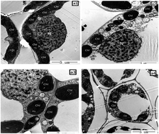 Graphical abstract: Study on the growth of wheat seedlings under acetic acid ionic liquids [Cnmim][OAc] (n = 2, 4, 6)