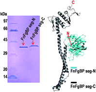 Graphical abstract: Functional characterization and molecular modelling of FnFgBP, a surface protein from Streptococcus agalactiae